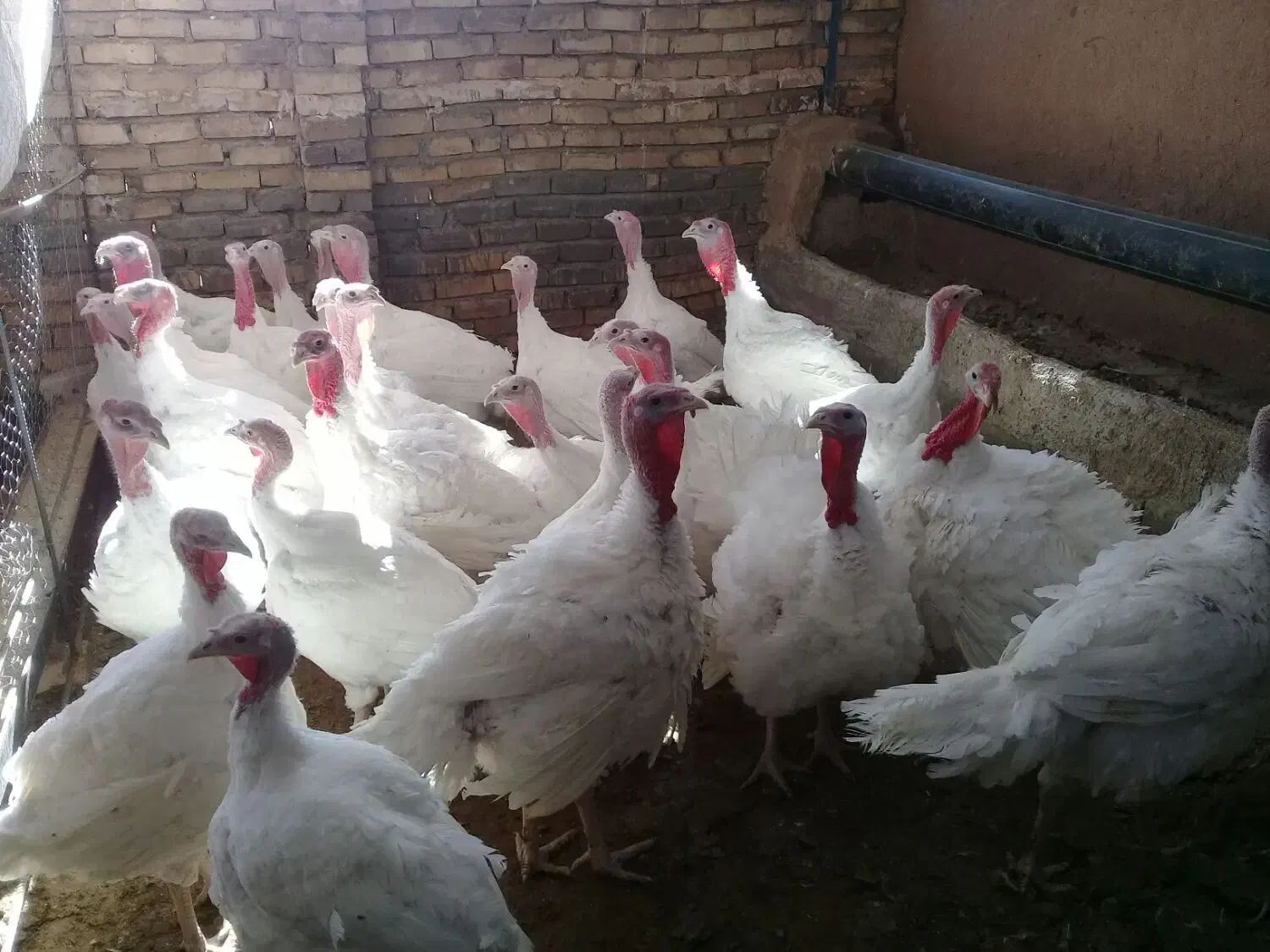 بوقلمون گوشتی|پرنده|تربت جام, پاسداران|دیوار