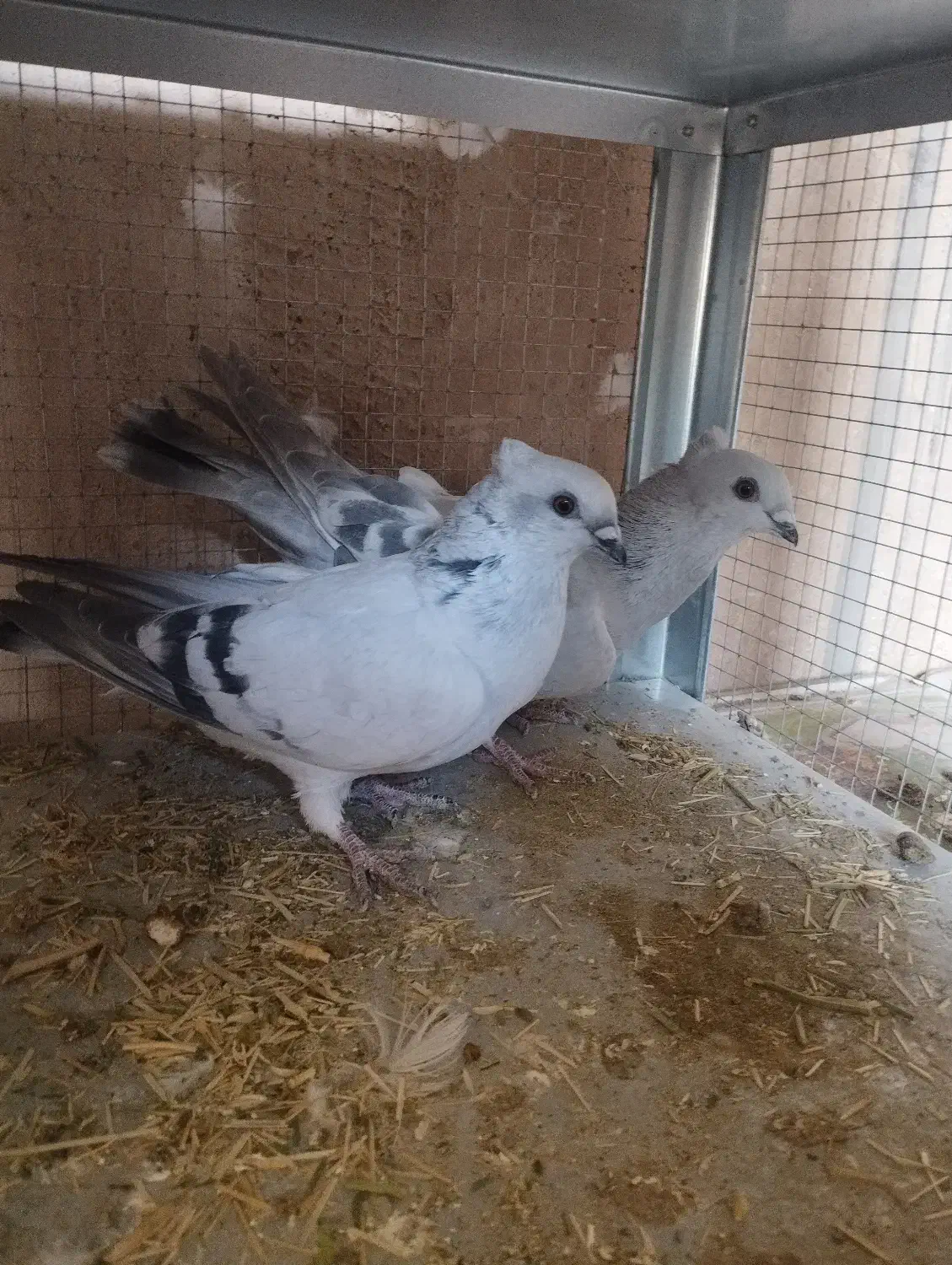 کبوتر شامی کاکل|پرنده|مبارکه, |دیوار