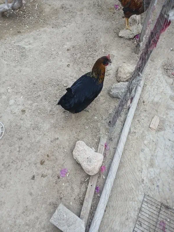 مرغ|حیوانات مزرعه|درگهان, |دیوار