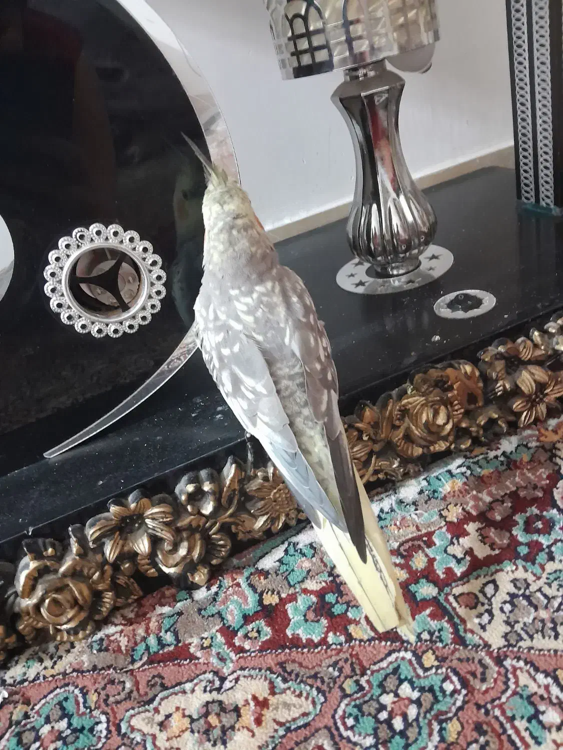 عروس زیبا و تپلی|پرنده|رشت, پاره بیجار|دیوار