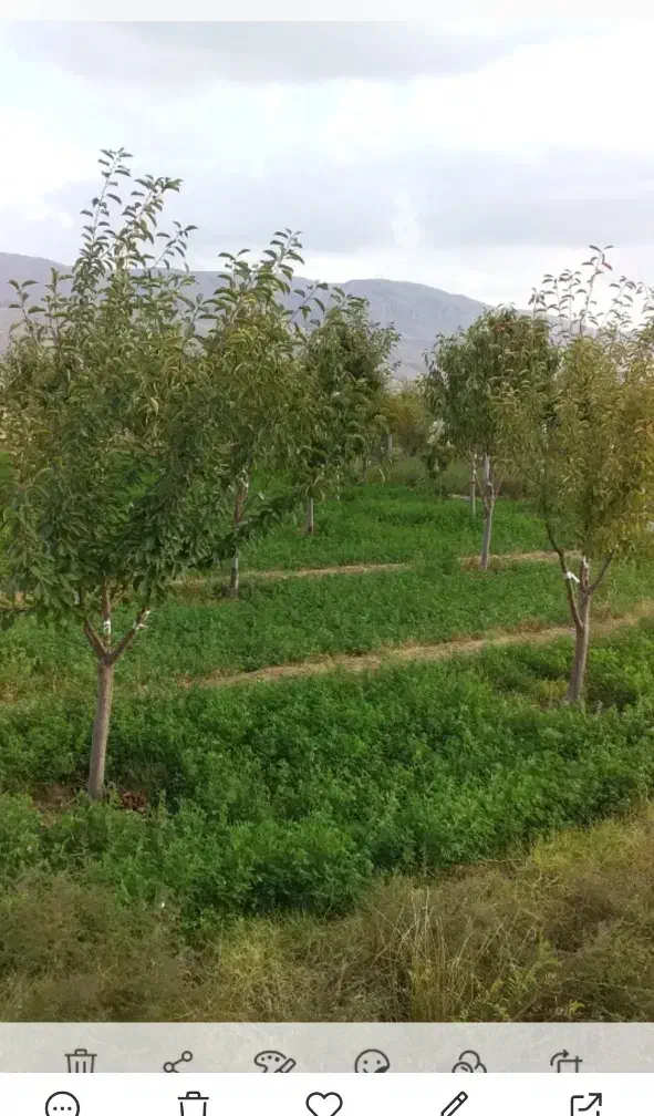 باغ ۹ ساله در هیر|فروش زمین و ملک کلنگی|اردبیل, |دیوار