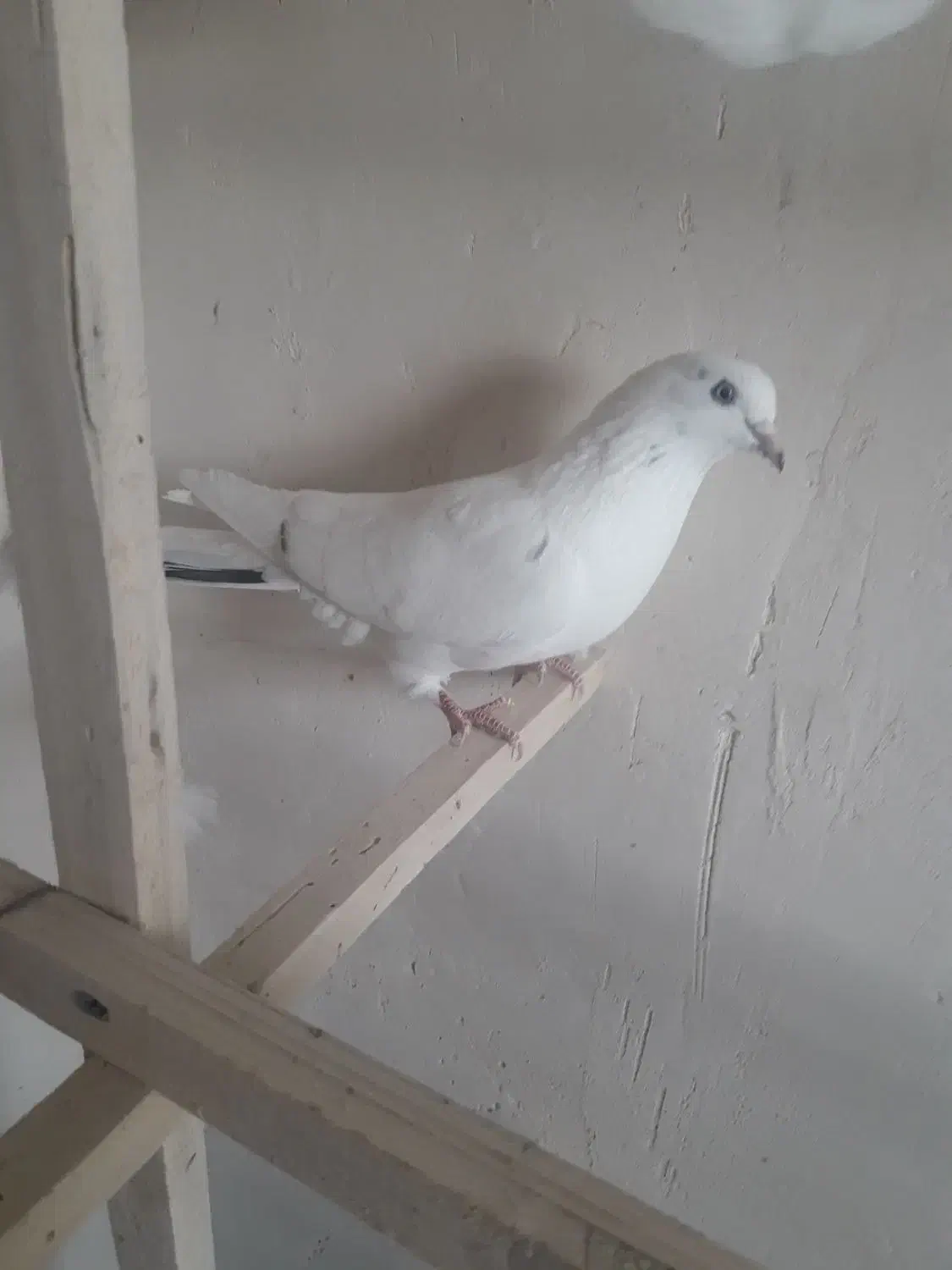 دو ماده گرفتنی پرشی|پرنده|مشگین شهر, |دیوار