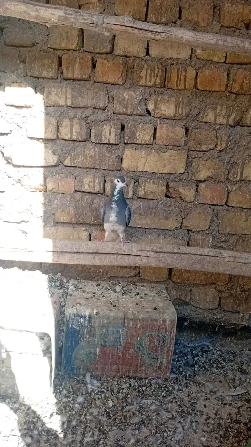 دمگیر ماده|پرنده|پیر بکران, |دیوار