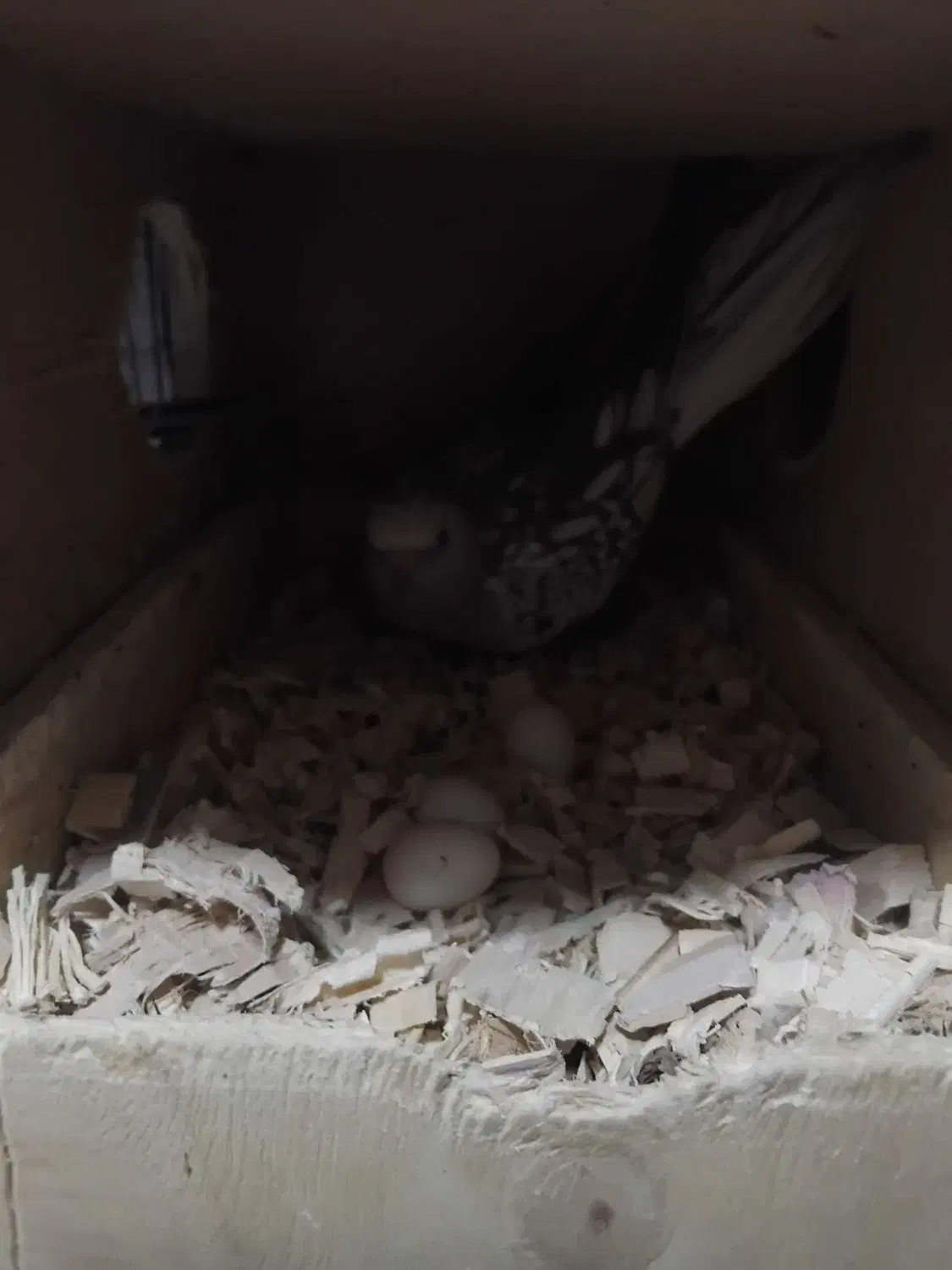 جفت عروس هلندیوایت|پرنده|اسفراین, |دیوار