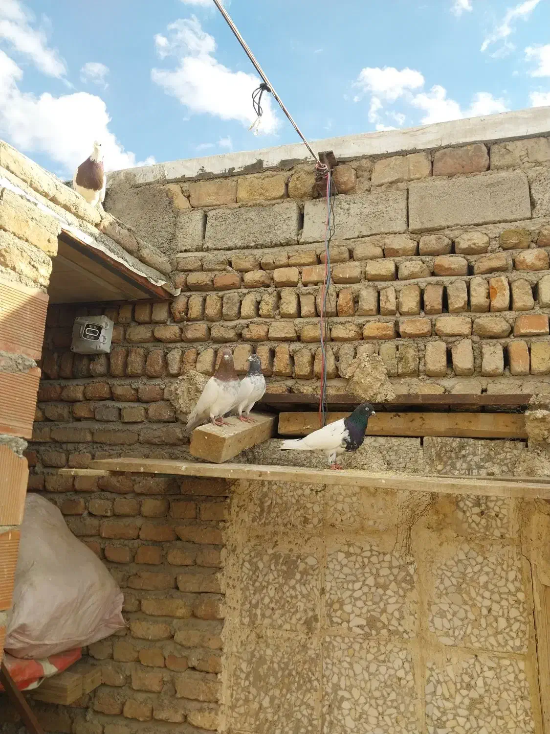 چهار عدد کبوتر|حیوانات|اردبیل, |دیوار