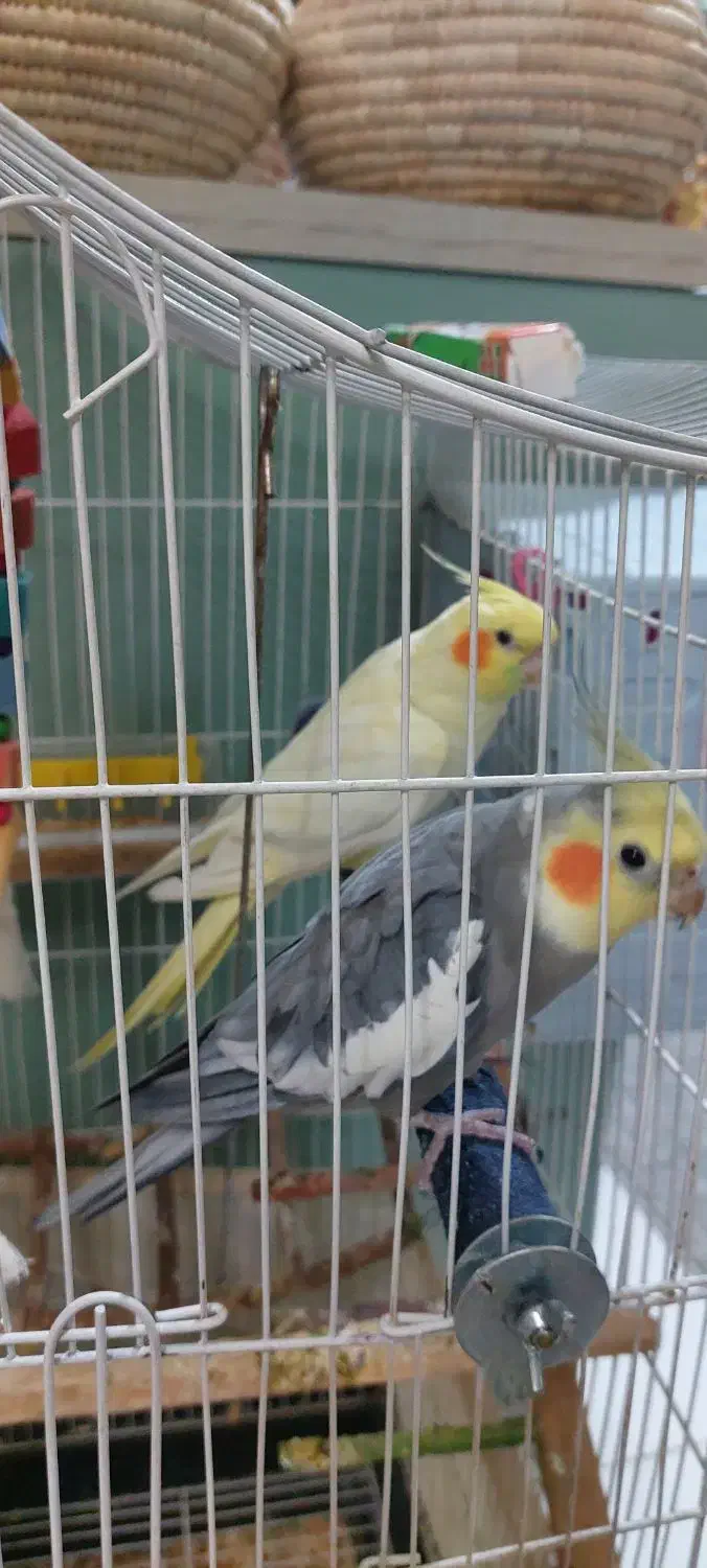 عروس هلندی|پرنده|گلستان (تهران), |دیوار