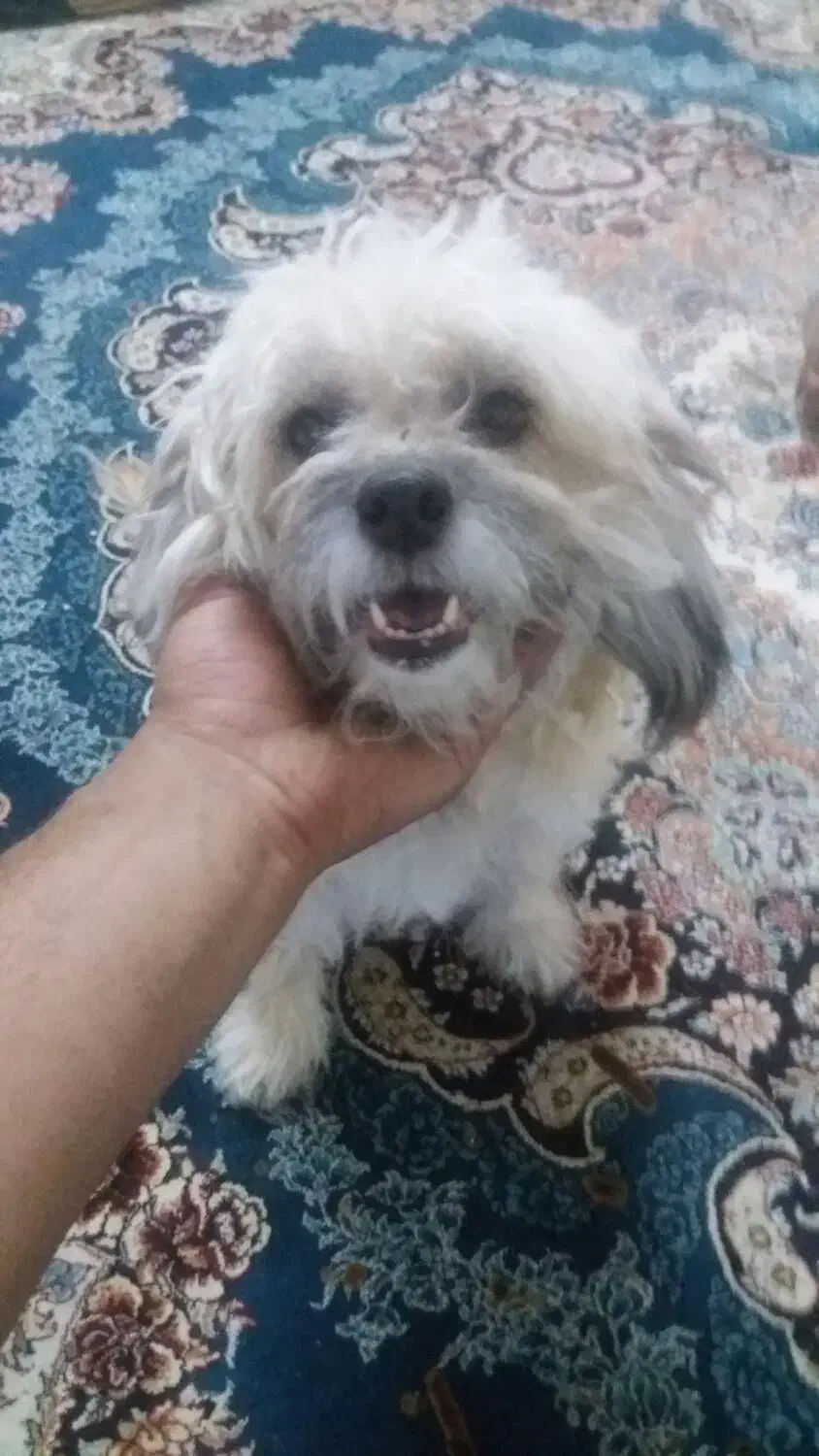 واگذاری تریر|سگ|مسجد سلیمان, |دیوار