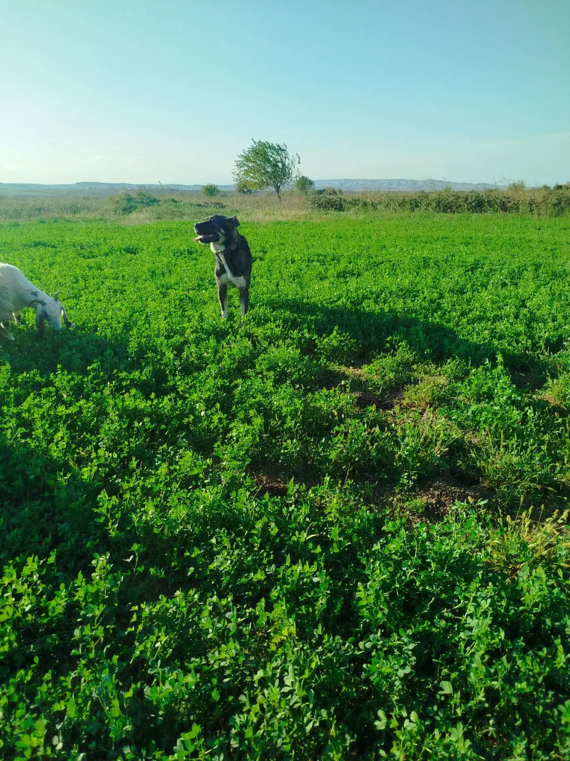 سگ‌سرابی|سگ|اردبیل, |دیوار