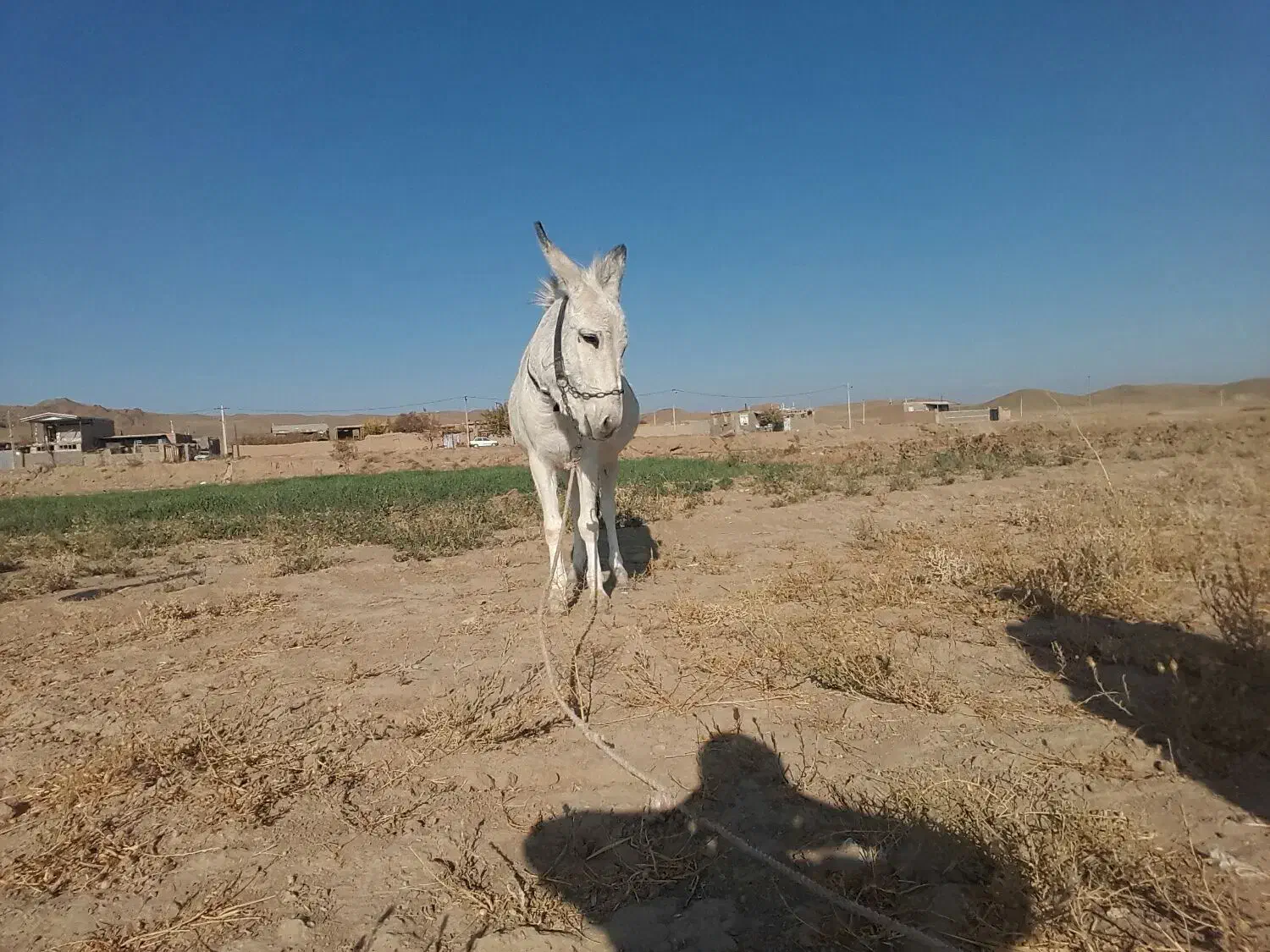 حیوانات|حیوانات مزرعه|طاغنکوه, |دیوار