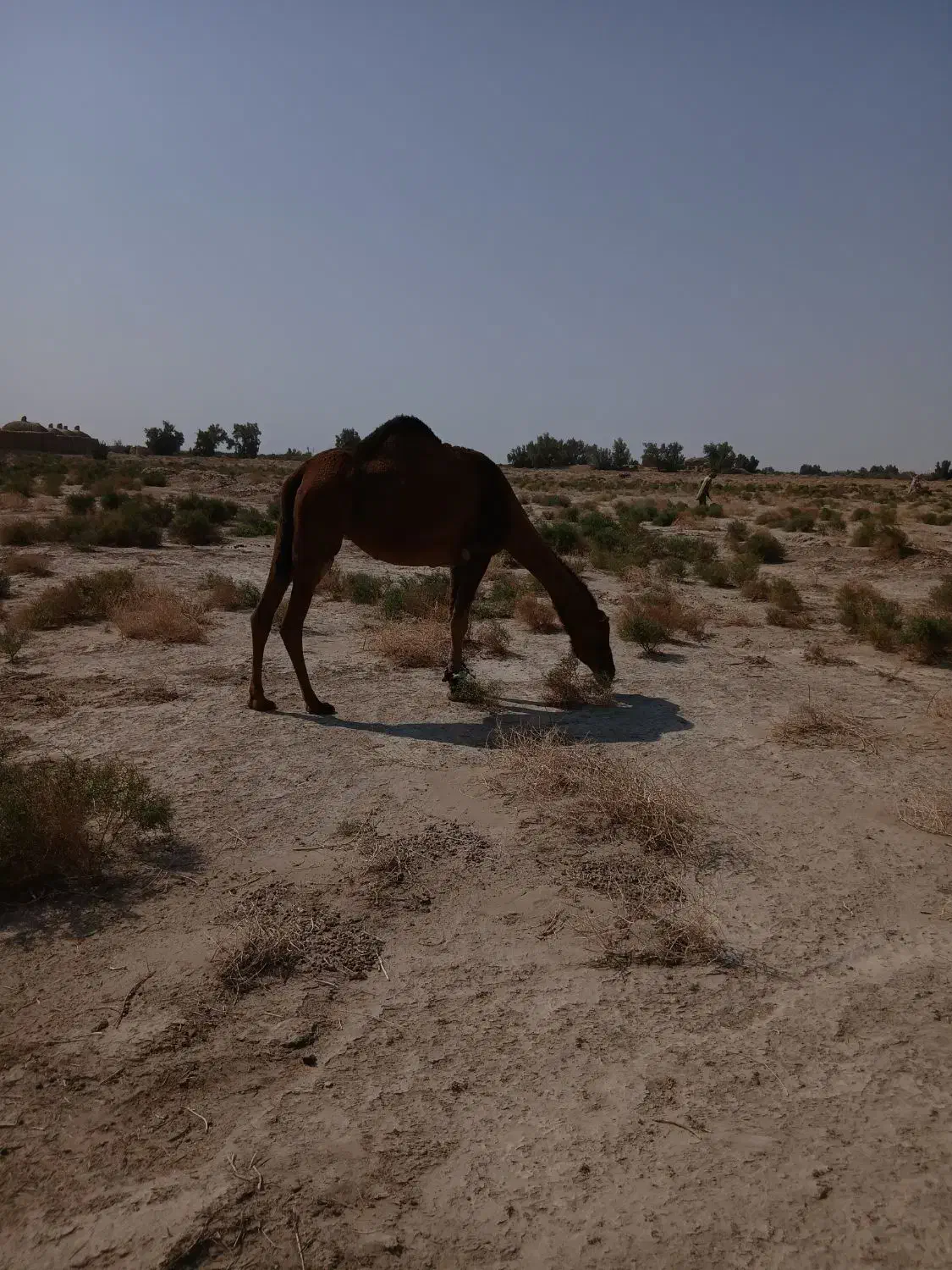 شتررودباری اصل|حیوانات مزرعه|هامون, |دیوار