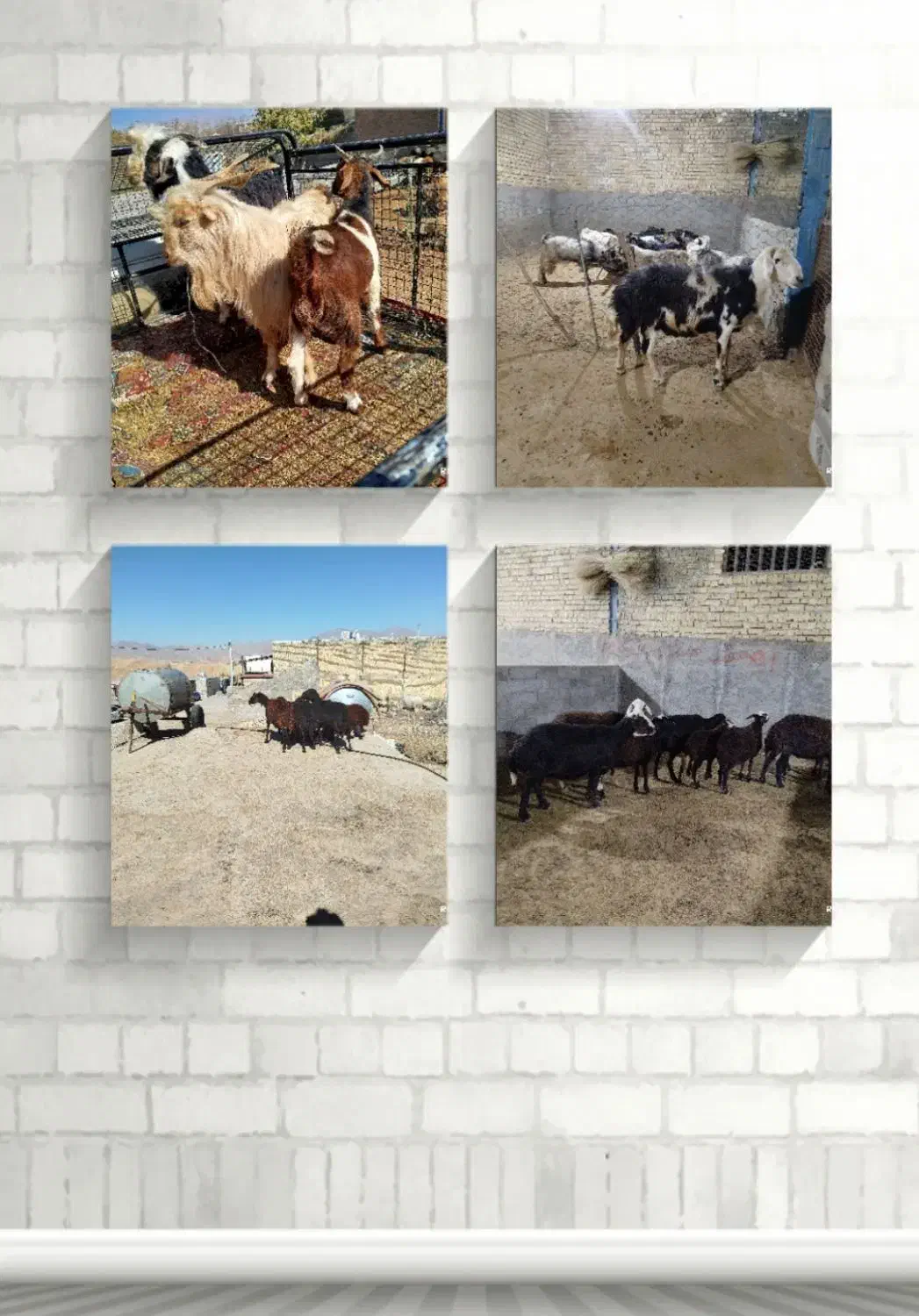 قوچ .میش .بزغاله|حیوانات مزرعه|الشتر, |دیوار