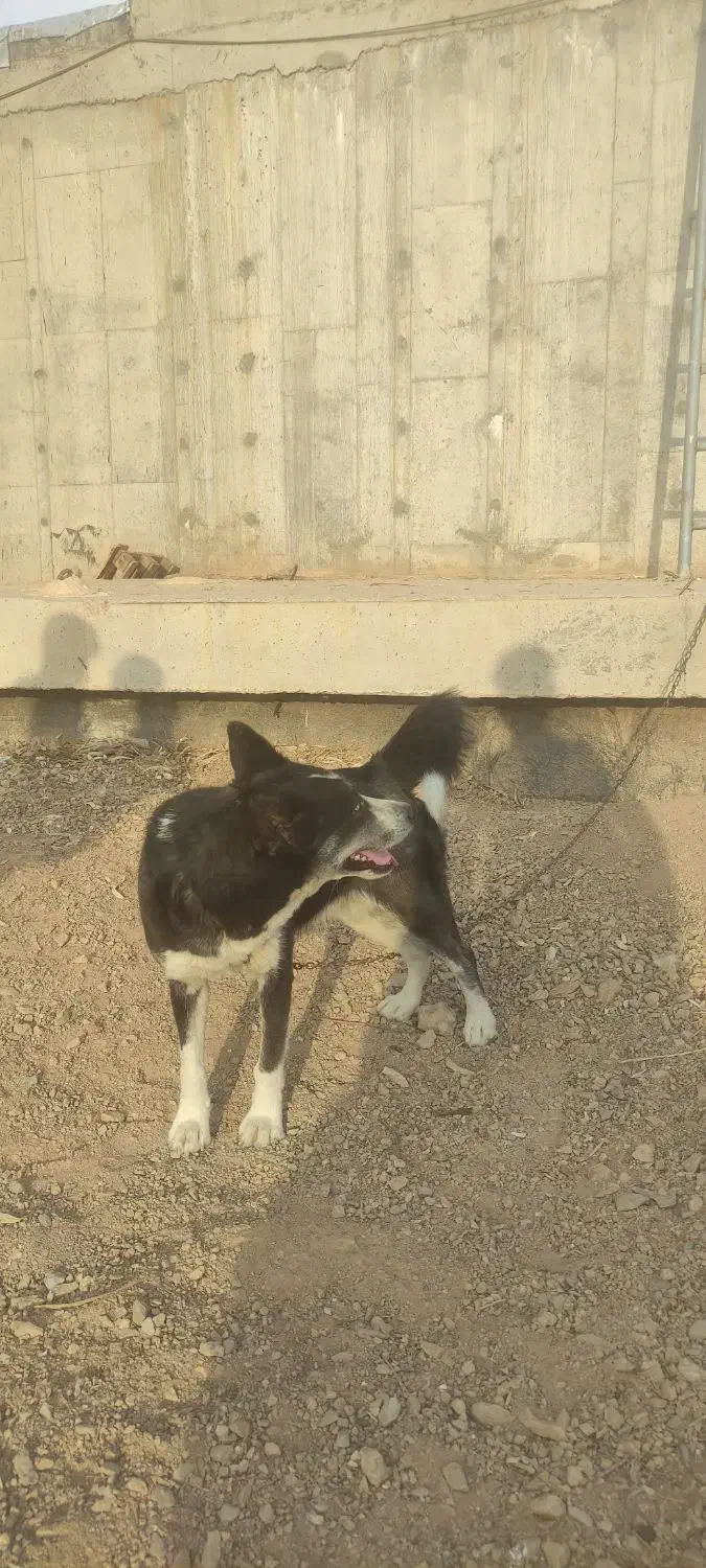 سگ هاسکی|سگ|ساوه, |دیوار