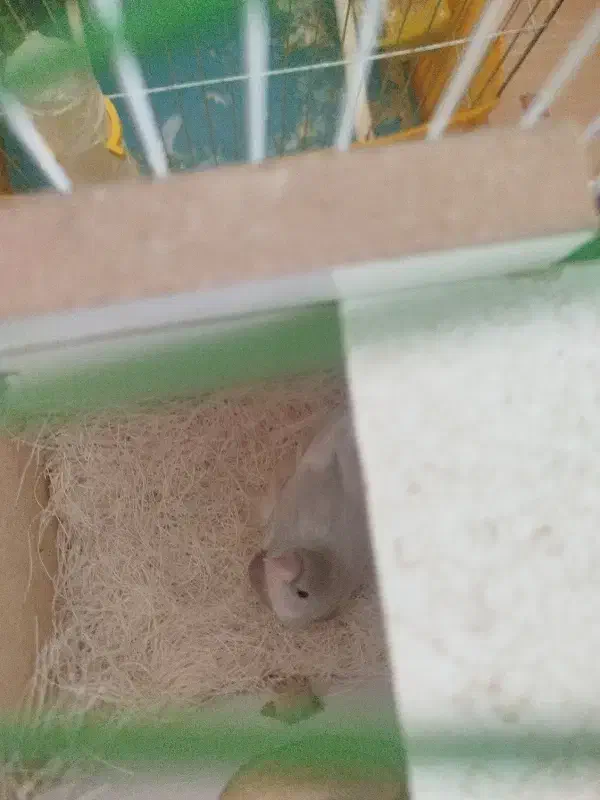 فنچ گلدین|پرنده|سیرجان, |دیوار