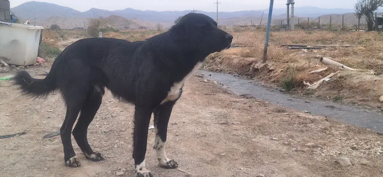 سگ قهدریجانی|سگ|ماهنشان, |دیوار