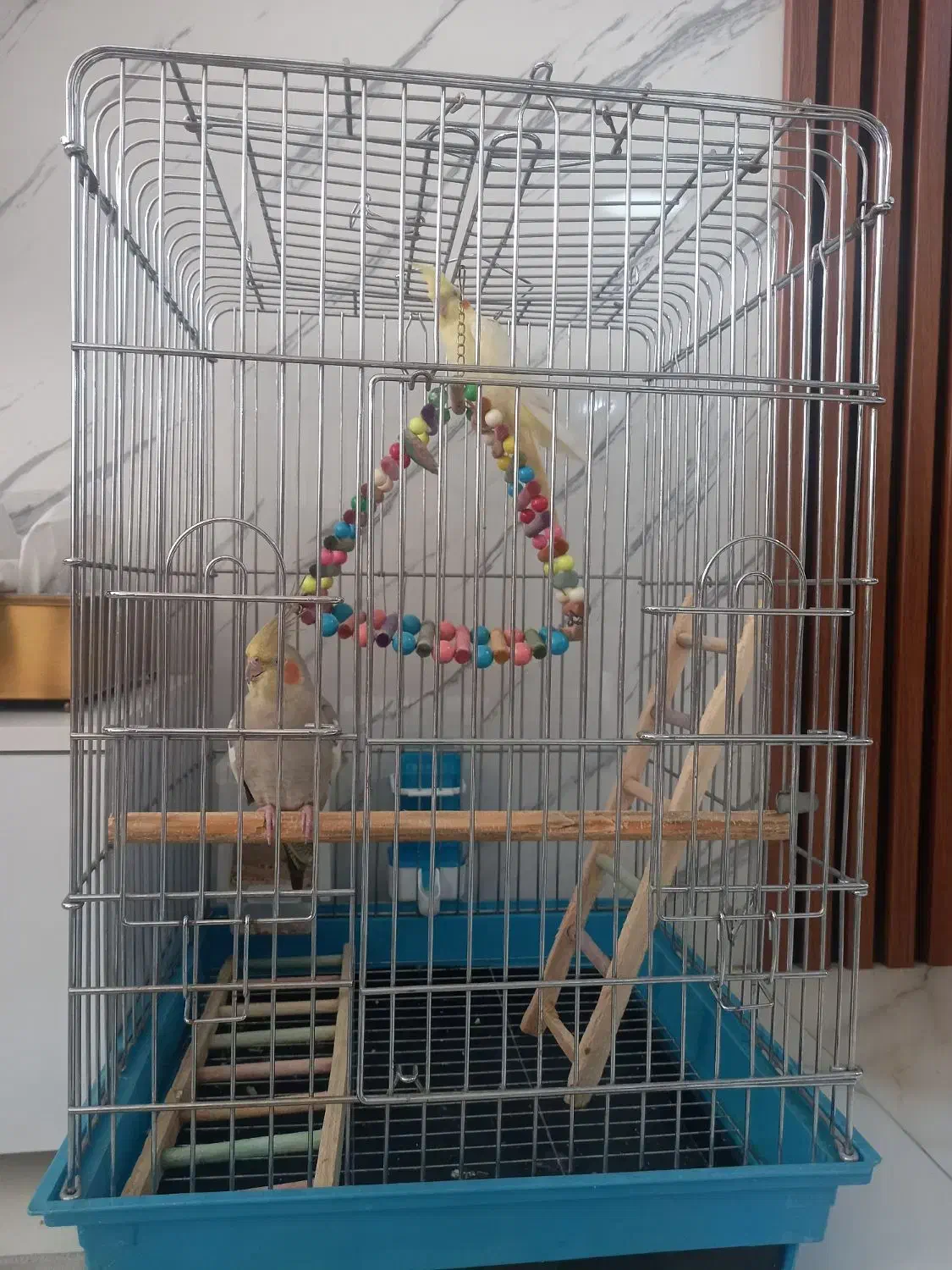 عروس هلندی|پرنده|تهران, پیکان شهر|دیوار