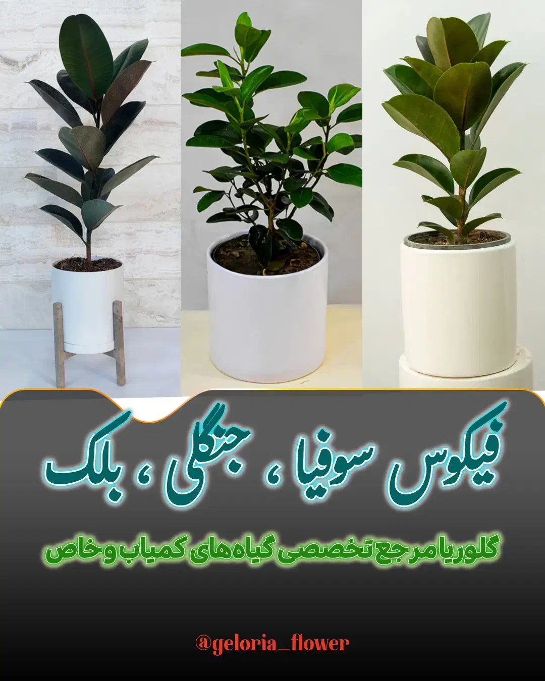 فیکوس در همه مدل در گلرویا|گل و گیاه طبیعی|قم, پردیسان|دیوار