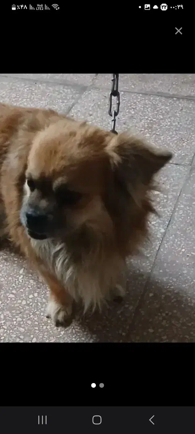 سگ گمشده|حیوانات|شاهرود, |دیوار