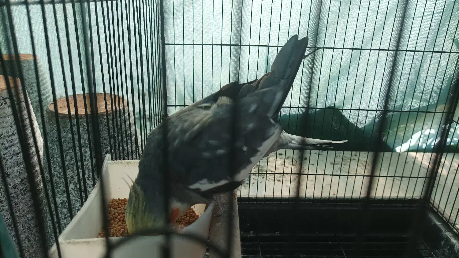 عروس هلندی|پرنده|بهشهر, |دیوار