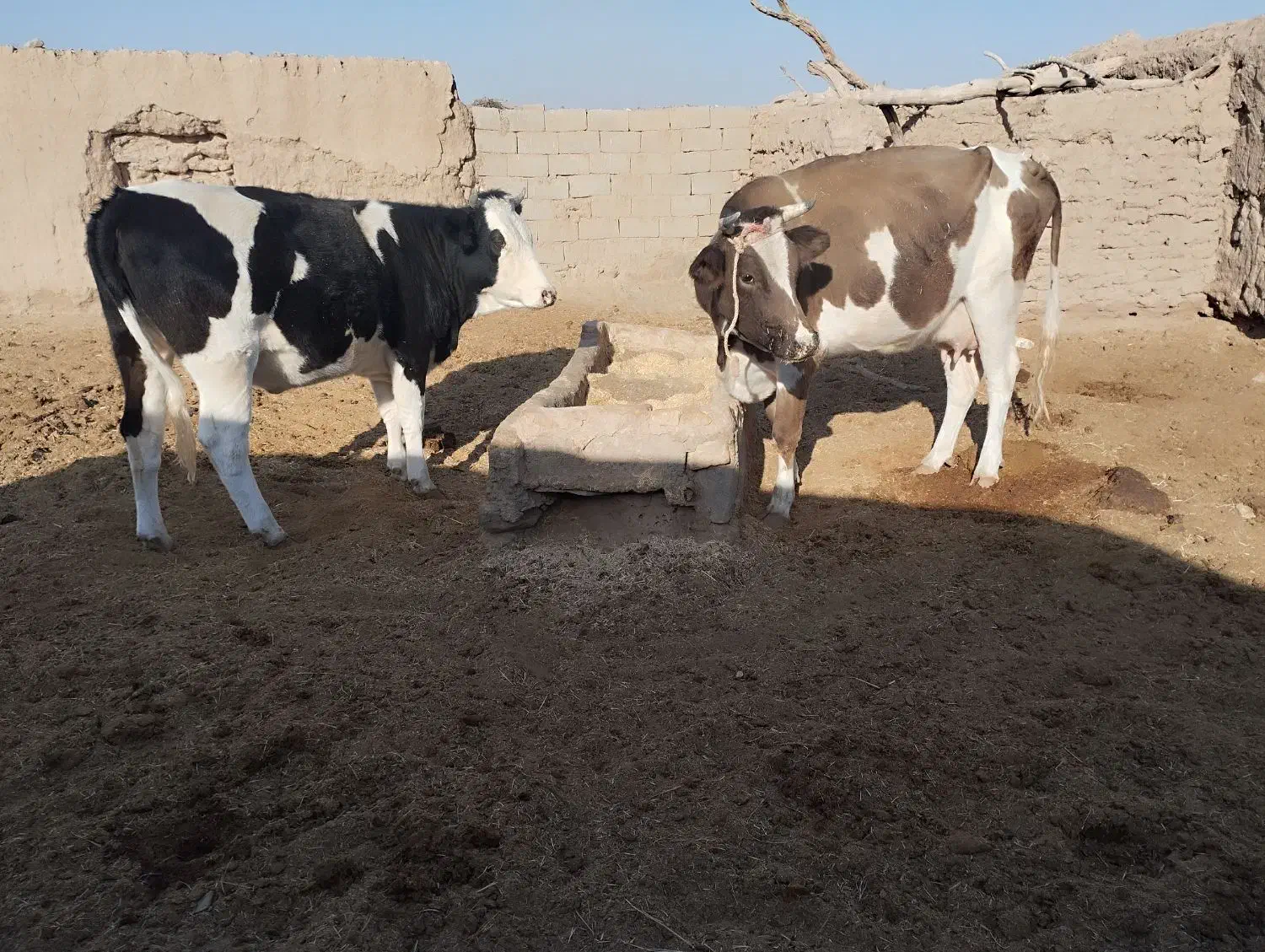 فروش گاو|حیوانات مزرعه|زیرکوه, |دیوار