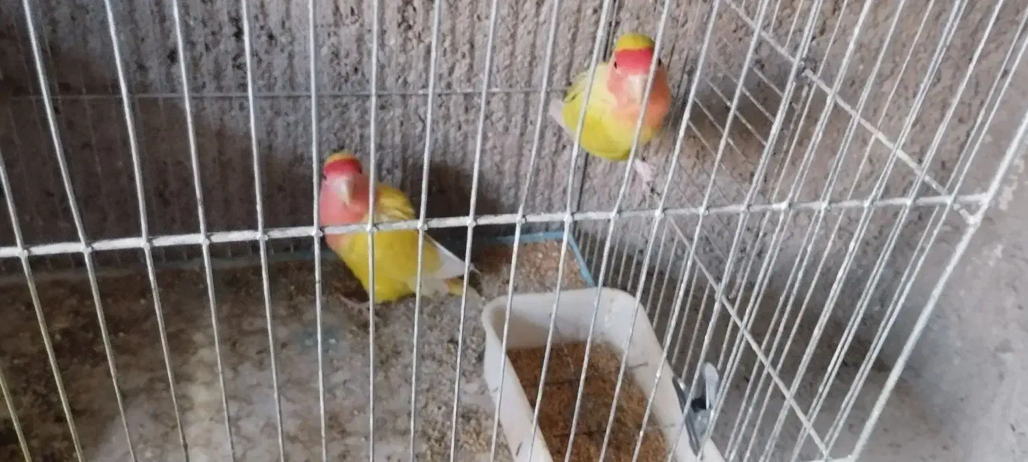 مرغ عشق طوطی برزیلی فنچ|پرنده|محمدشهر, ولدآباد بزرگ|دیوار