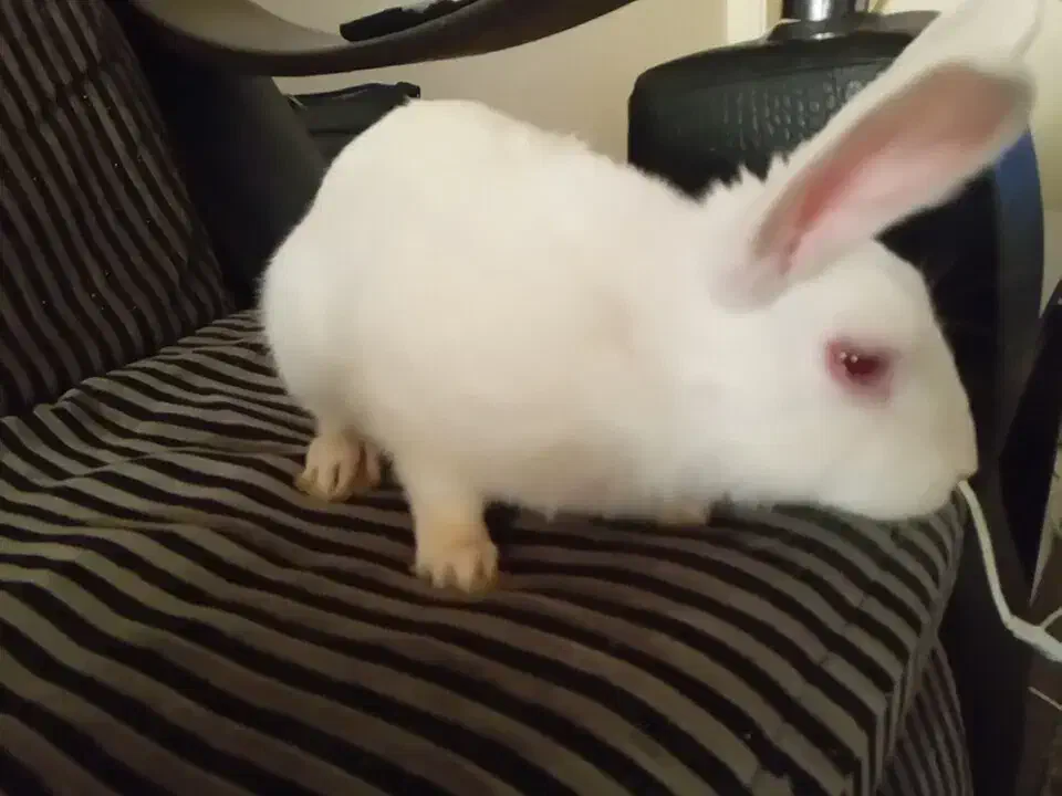 خرگوش زیبا سفید خانگی|موش و خرگوش|تهران, افسریه شمالی|دیوار