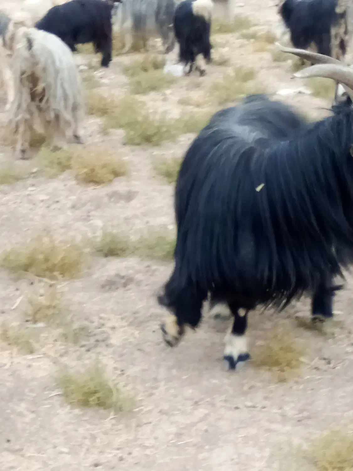 بهده تخمی|حیوانات مزرعه|ایذه, |دیوار