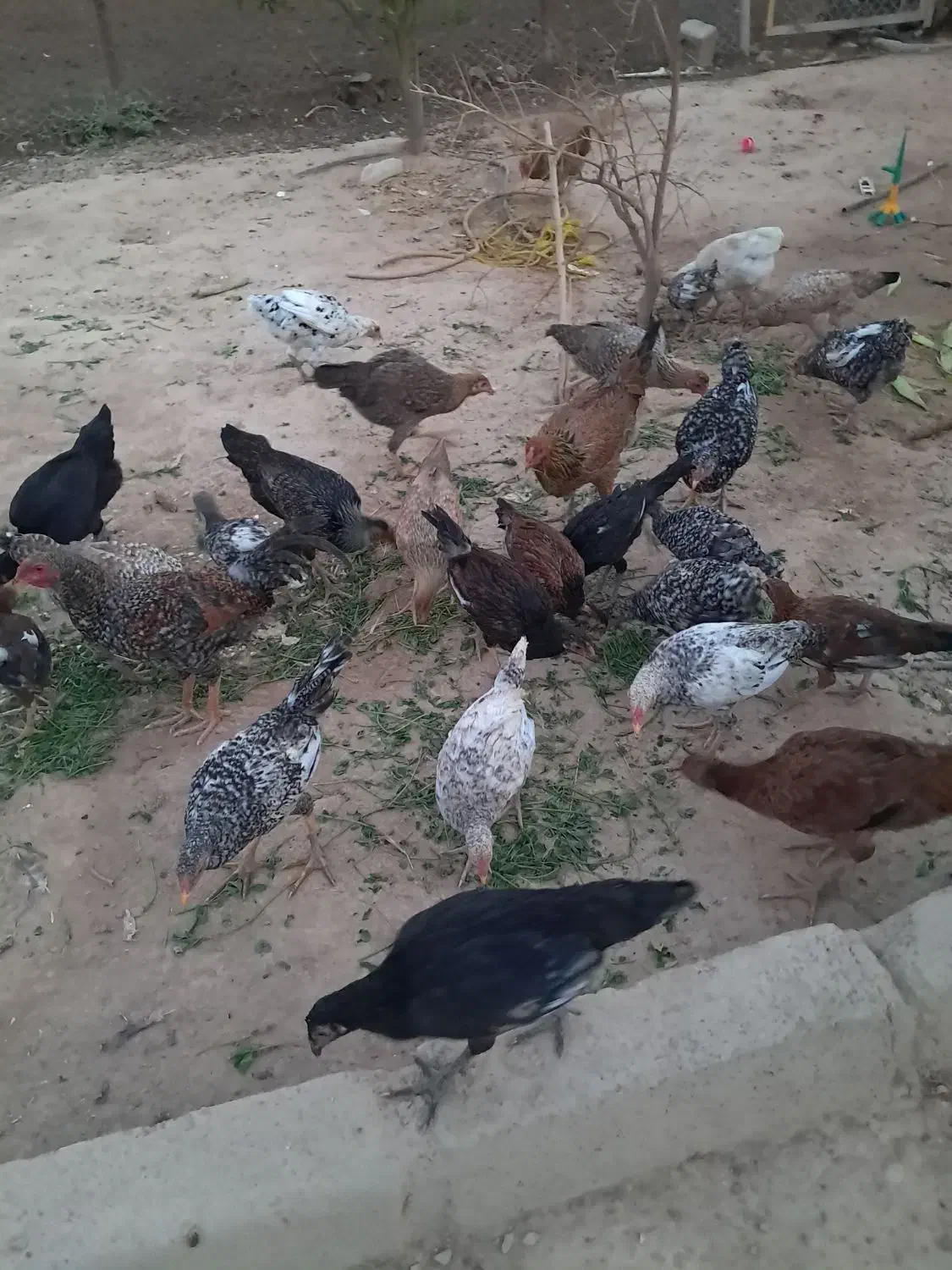 مرغ وخروس|حیوانات مزرعه|گتوند, |دیوار