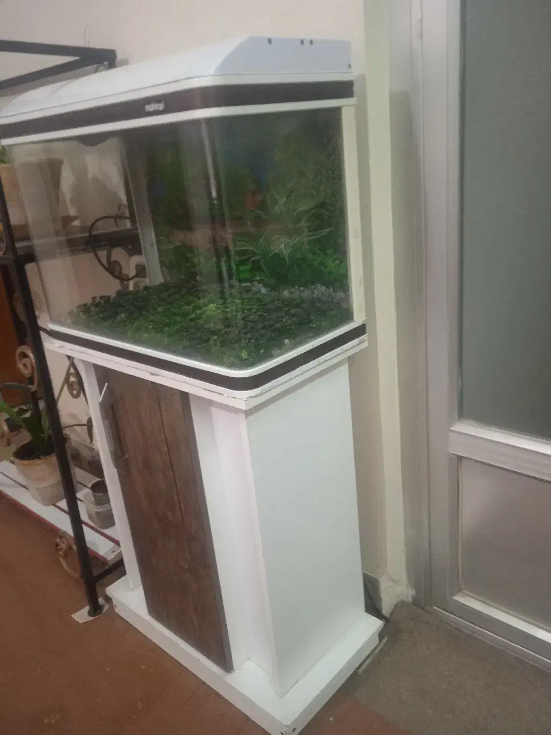 آکواریوم مای هیرا سالم|ماهی|ابریشم, |دیوار