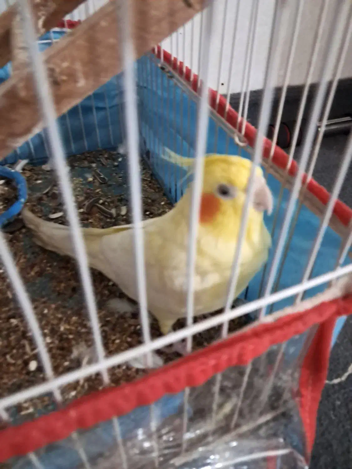 عروس هلندی بندرلنگه|پرنده|بندرلنگه, |دیوار