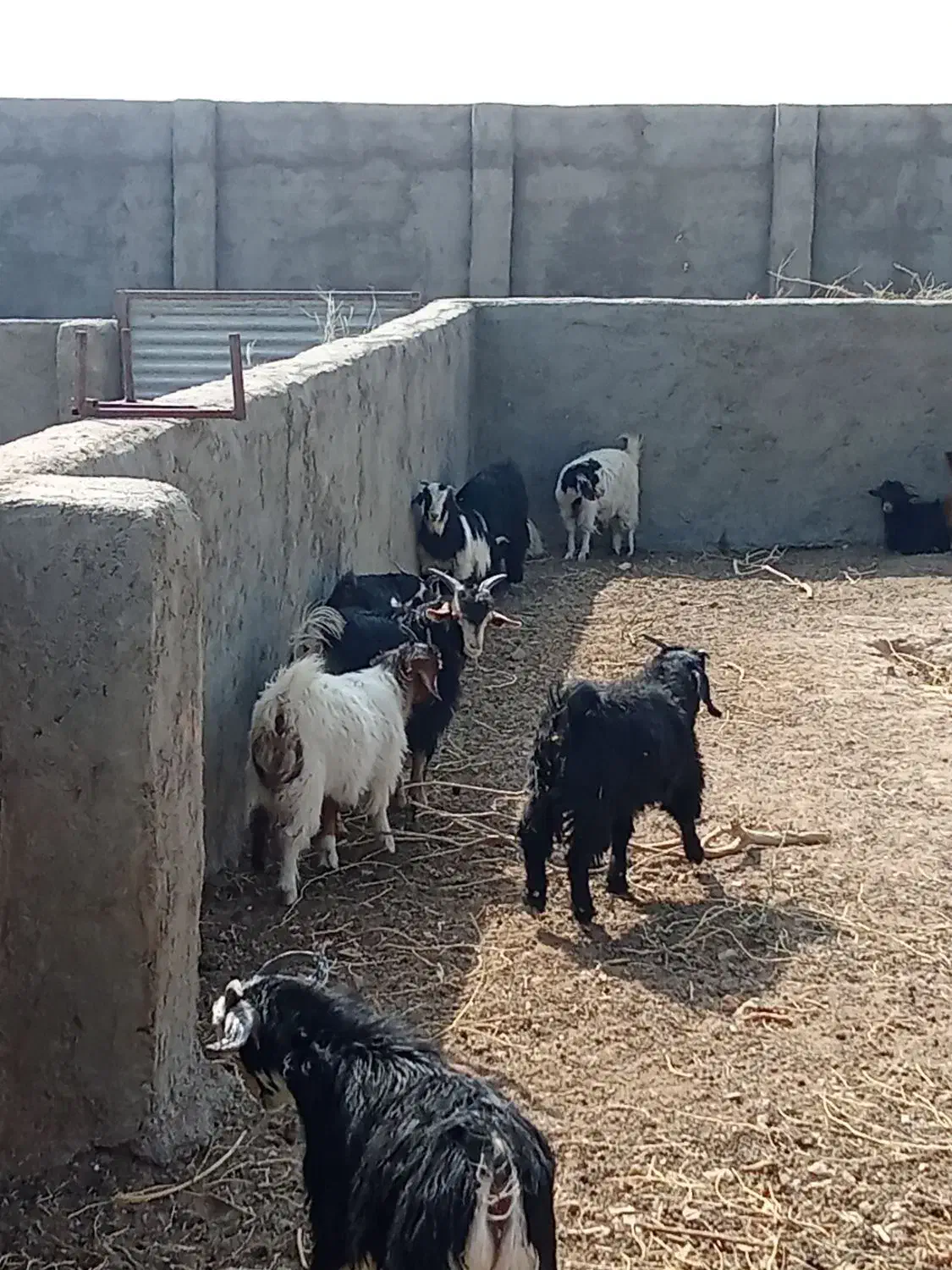 بزغاله|حیوانات مزرعه|گزیک, |دیوار