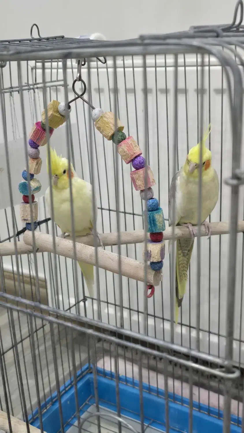 جفت عروس هلندی|پرنده|قدس, شهرک فرزان|دیوار