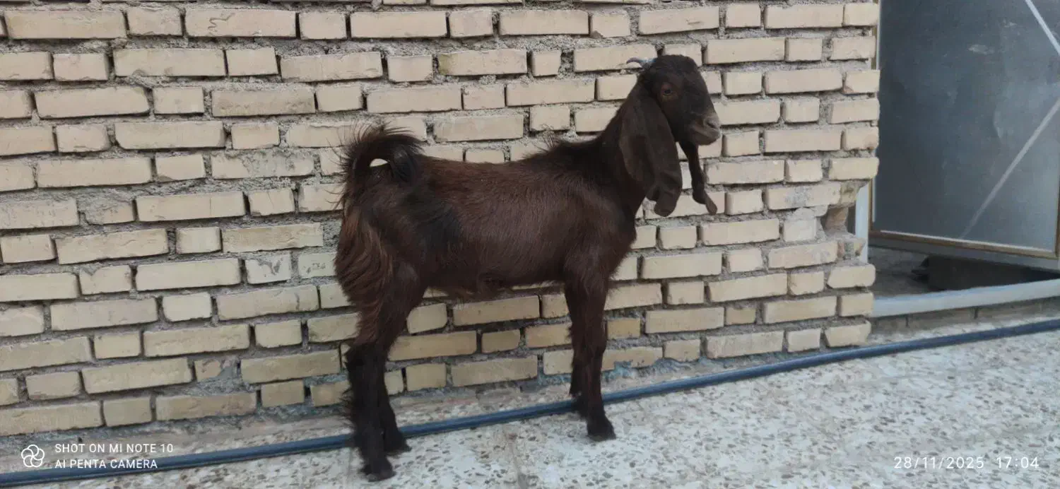 بز نر|حیوانات مزرعه|امیدیه, |دیوار