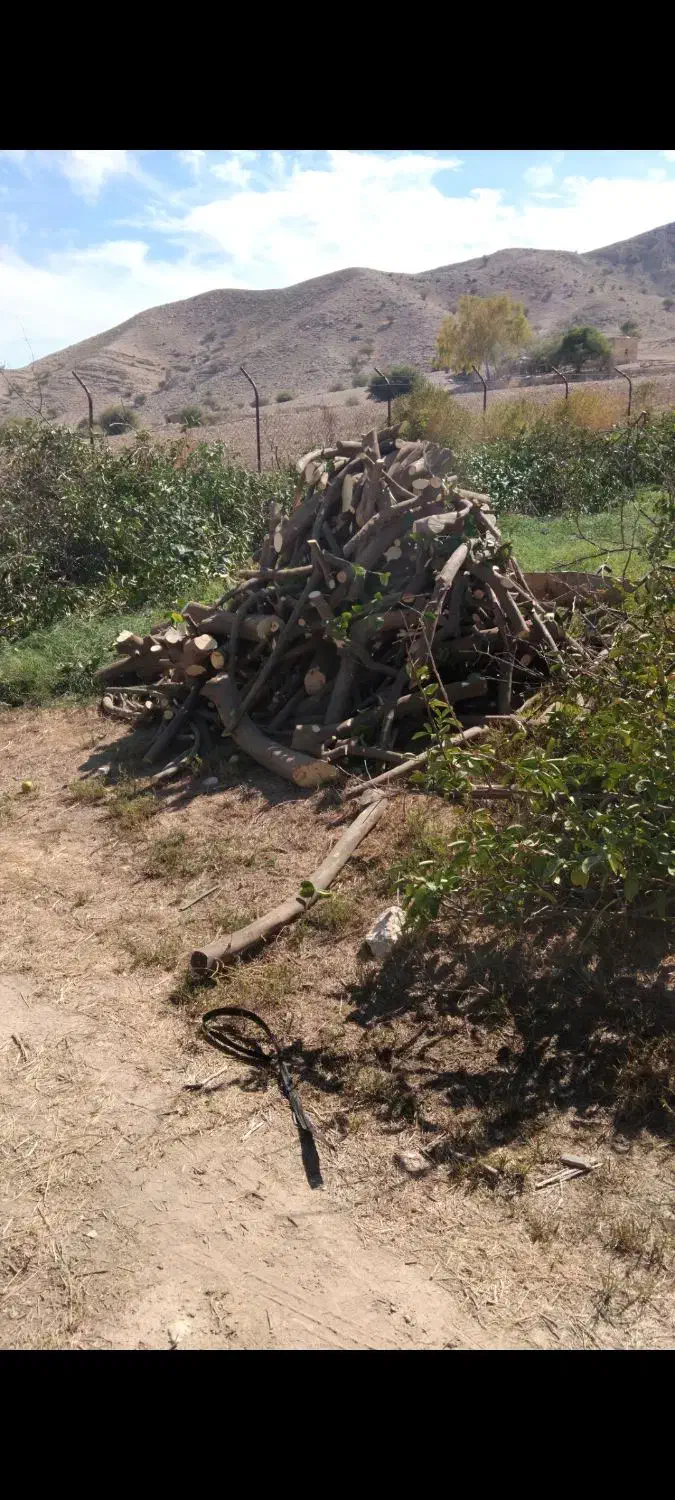 خریدار چوب هستم با قیمت خوب|خدمات باغبانی و درختکاری|فیروزآباد (فارس), |دیوار