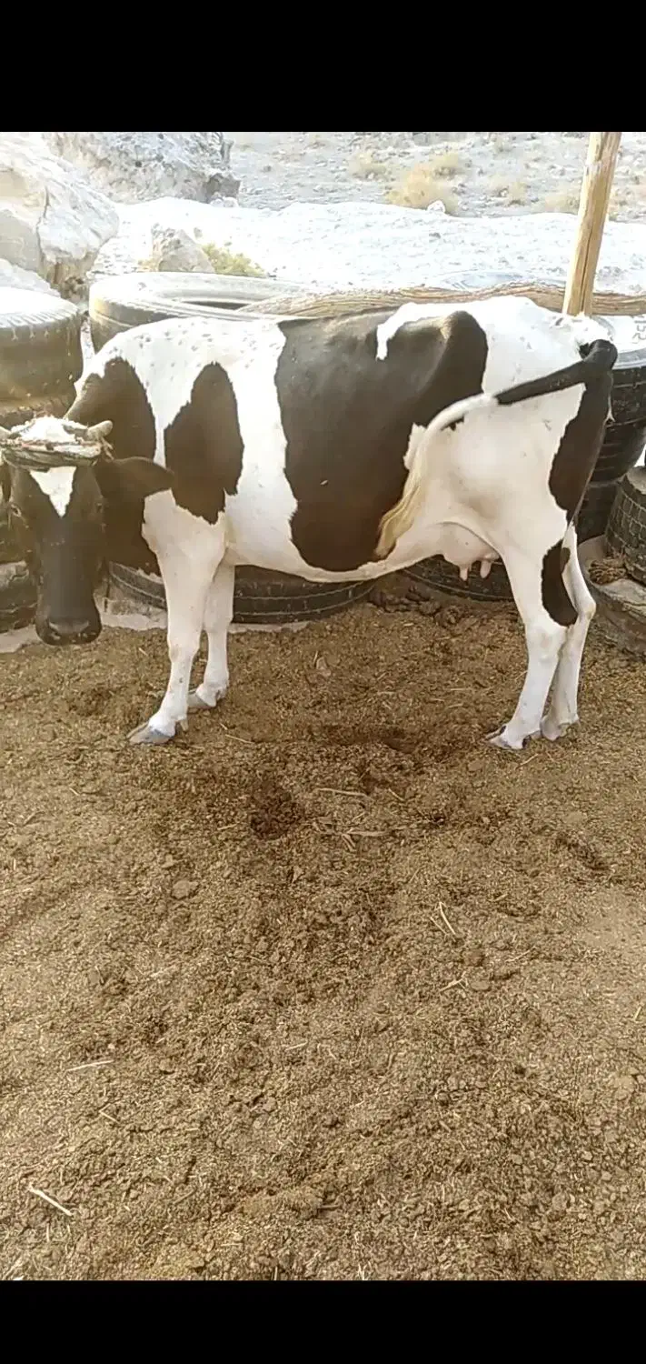 فروش گاو شیری آرام مخصوص در خونه|حیوانات مزرعه|کوخرد هرنگ, |دیوار