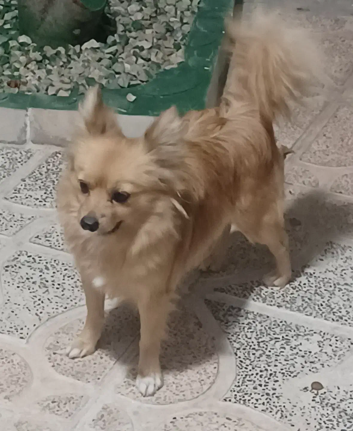 واگذاری دو عدد سگ پامر|سگ|یاسوج, |دیوار