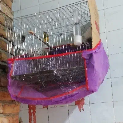 قناری نر|پرنده|سردشت, |دیوار