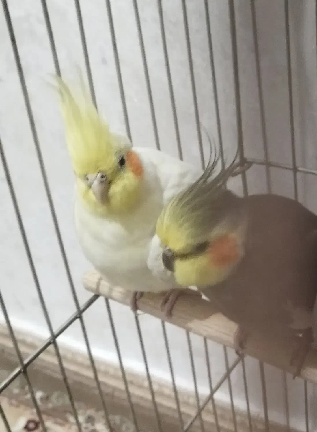 عروس هلندی جفت نر و ماده|پرنده|تهران, جوادیه|دیوار