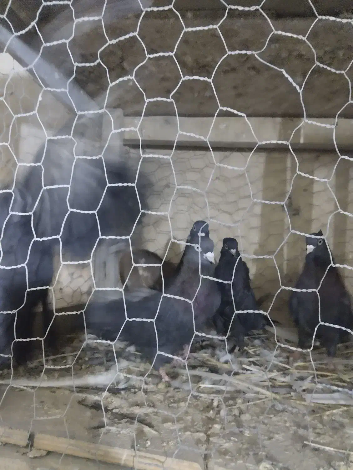 دمبی وسیاه|پرنده|نوشین شهر, |دیوار