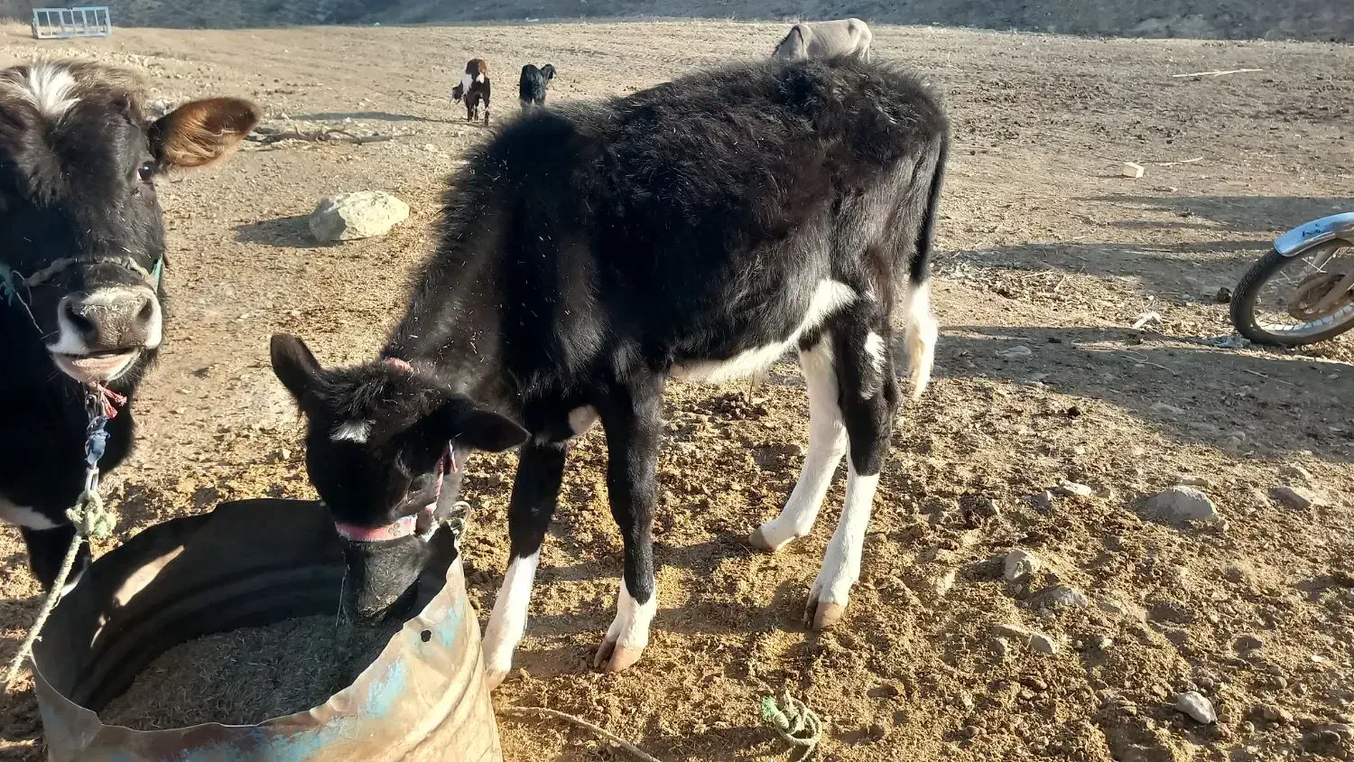 مبلغ ۱۱۰۰۰۰۰۰۰مراوه تپه گوگدره|حیوانات مزرعه|مراوه, |دیوار