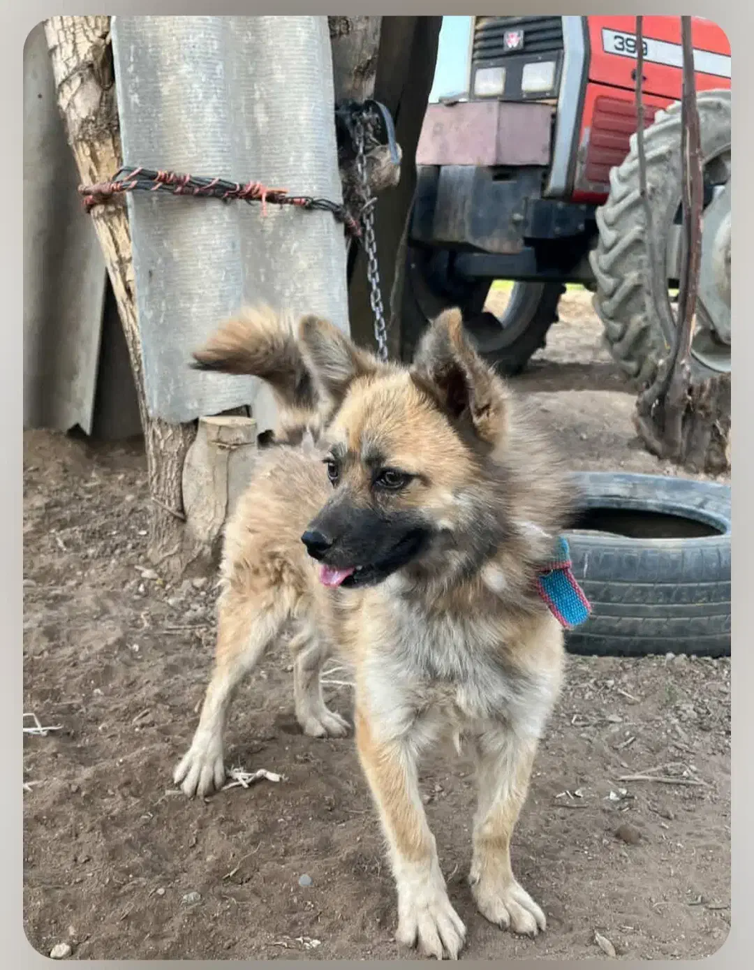 سگ گمشده|سگ|بهار, |دیوار