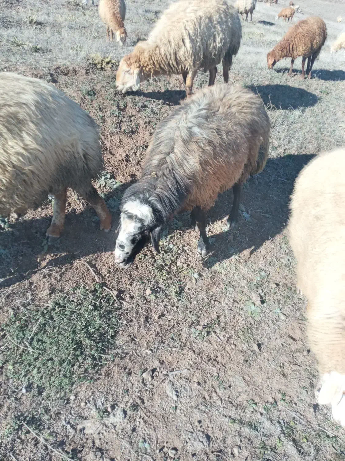 قوچ‌جوان‌دامازدق|حیوانات مزرعه|ثمرین, |دیوار