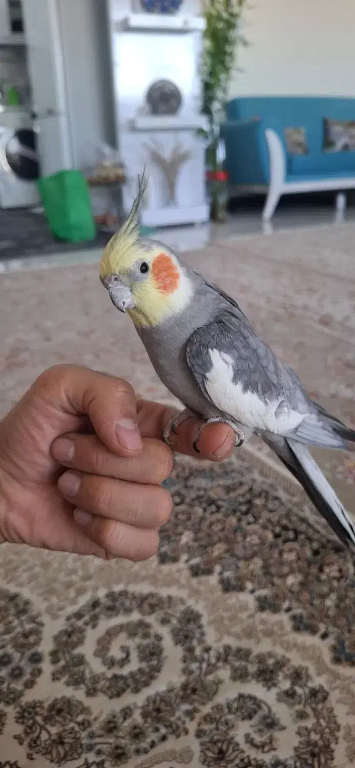 عروس هلندی دستی|پرنده|اصفهان, جاوان|دیوار