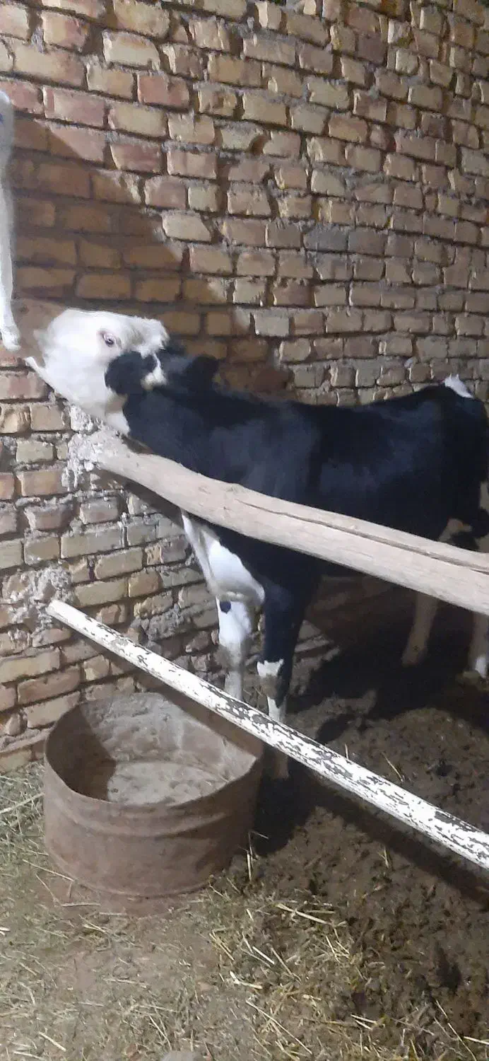 توخت ۷ماهه|حیوانات مزرعه|مشکان, |دیوار