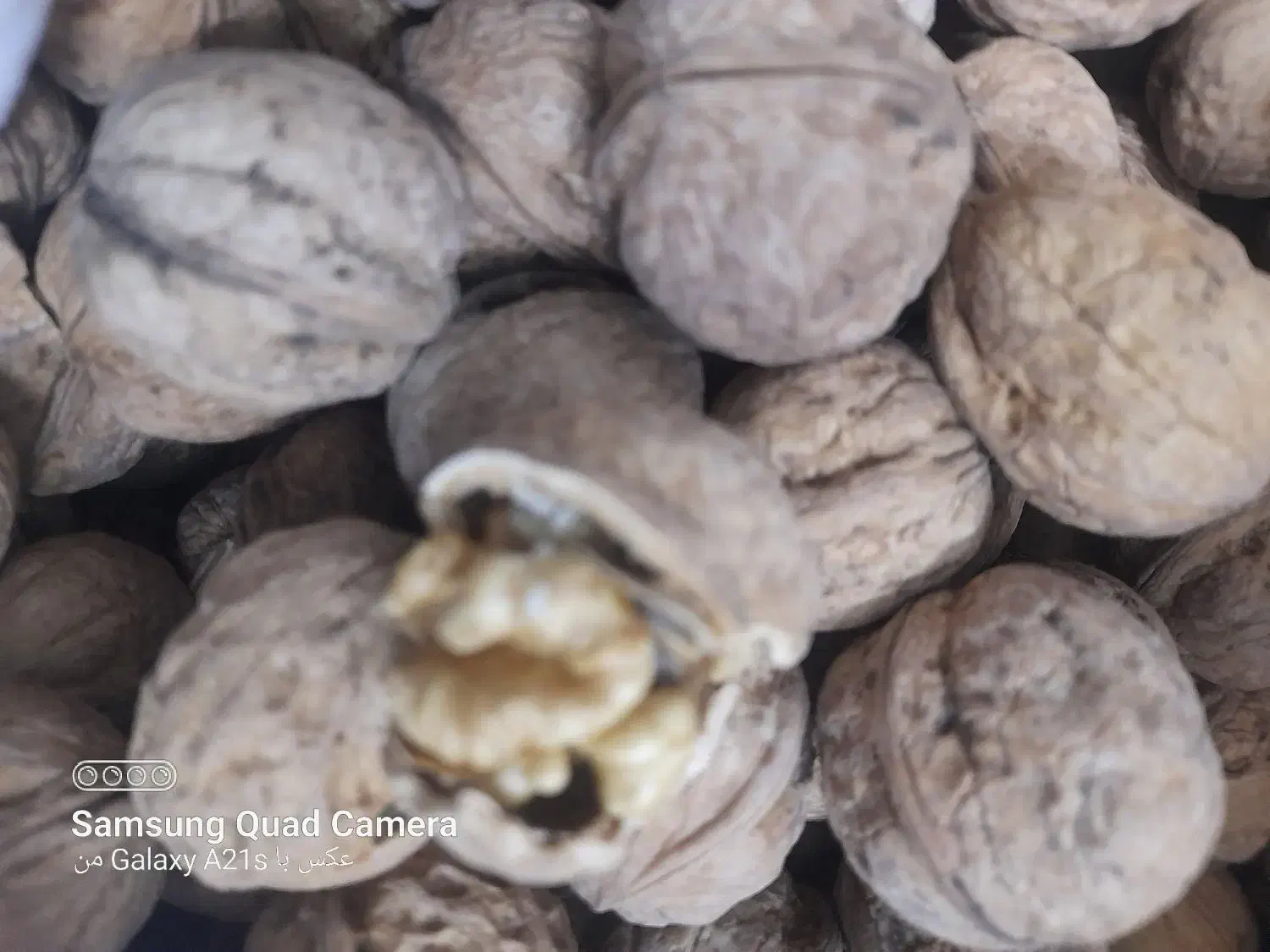 گردو|خوردنی و آشامیدنی|نیشابور, هفده شهریور|دیوار