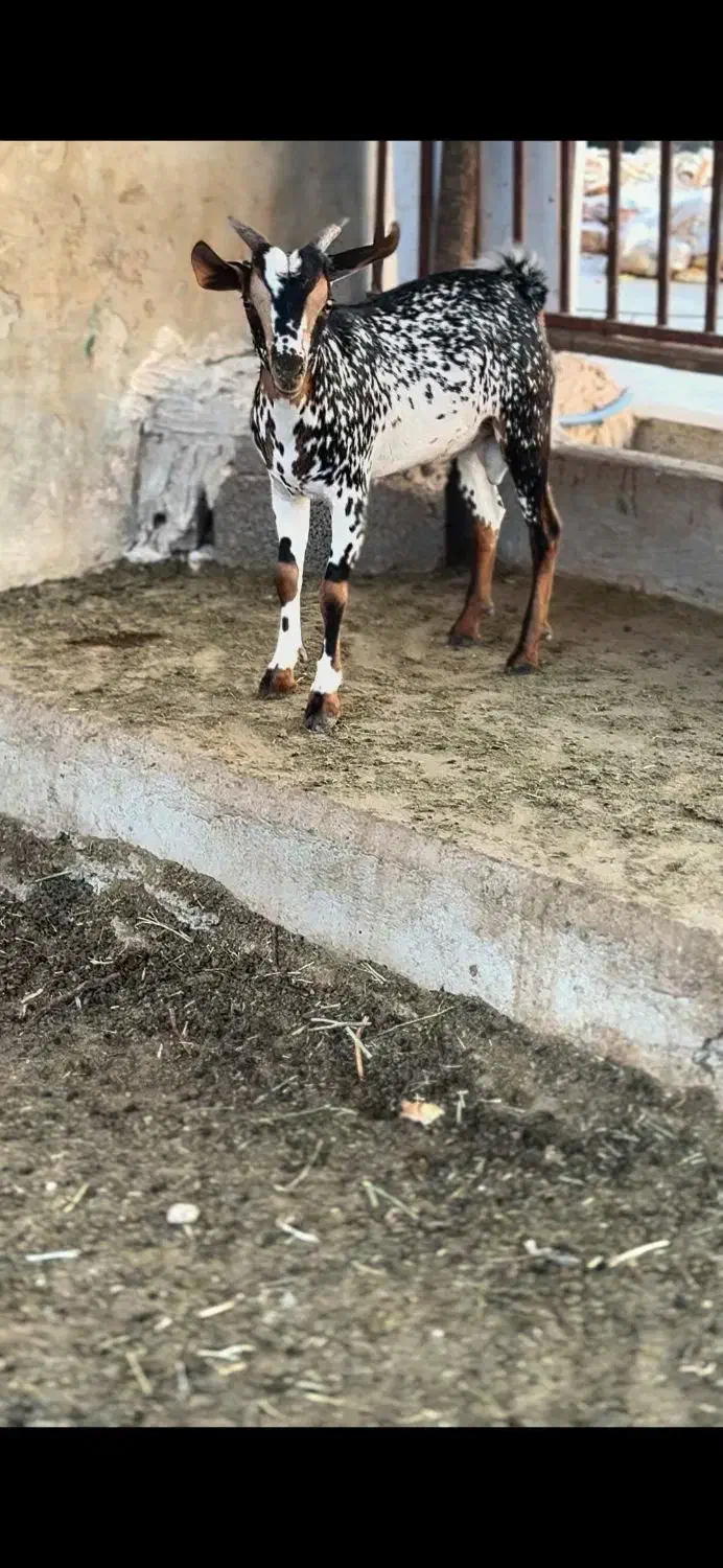 خاص و وارداتی|حیوانات مزرعه|ملایر, |دیوار