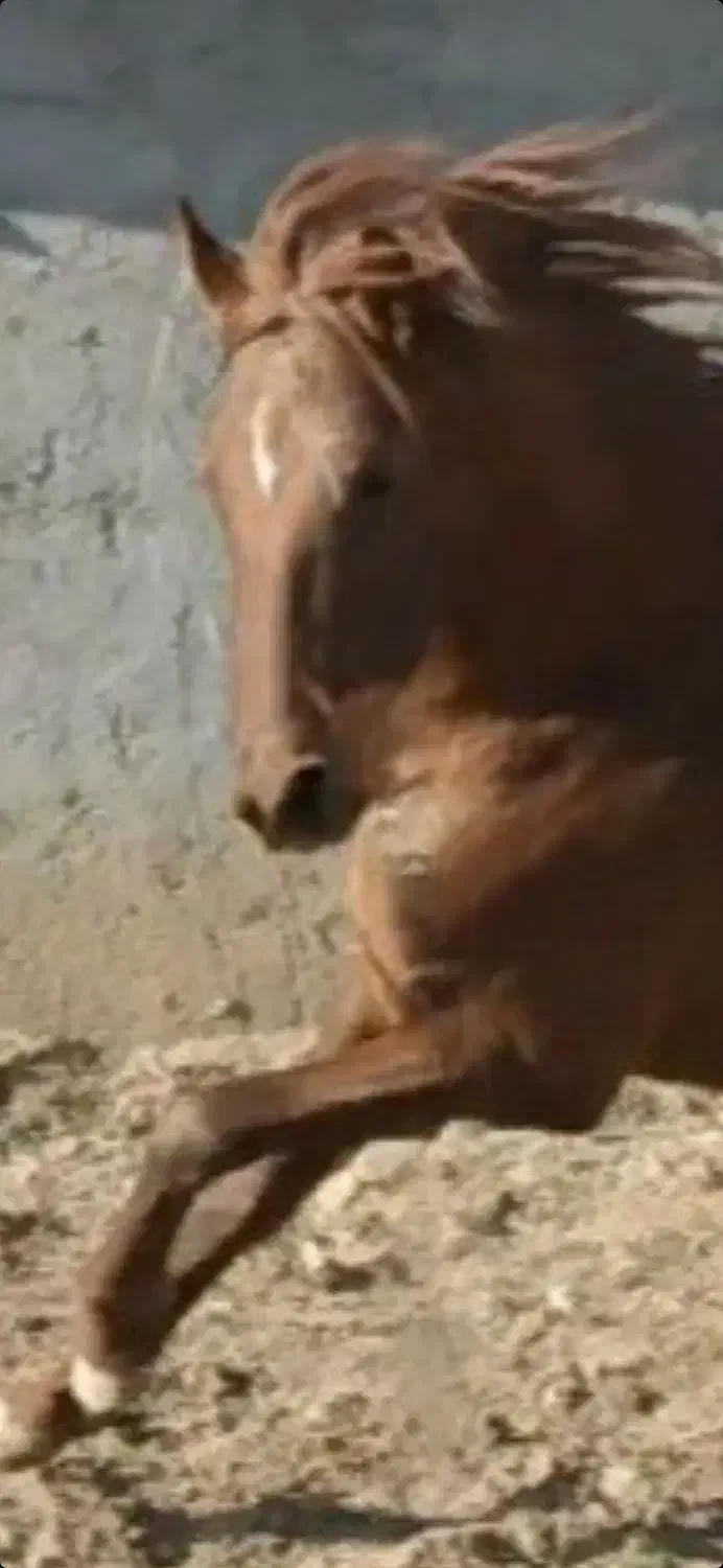 فروش اسب زیبای عرب خالص ایرانی|اسب و تجهیزات اسب‌سواری|دماوند, گیلاوند|دیوار