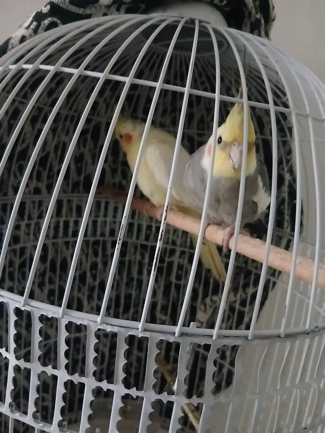 عروس هلندی نر و ماده در چناران|پرنده|چناران, |دیوار