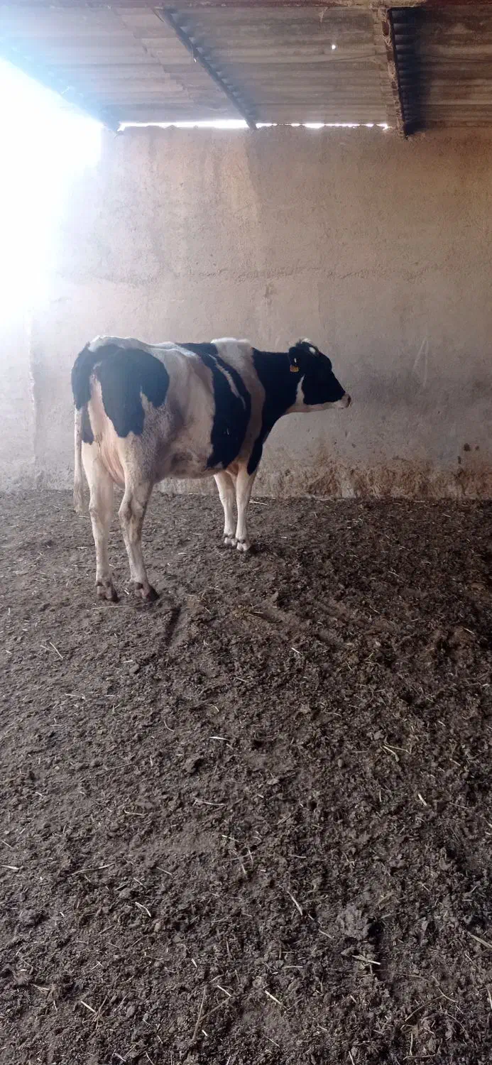 فروش گاو شکم دو هلشتن|حیوانات مزرعه|کاشمر, |دیوار