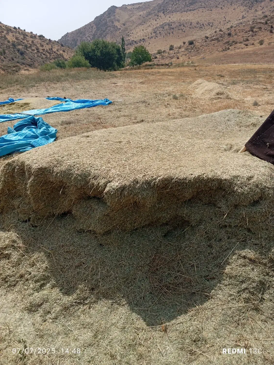 کاه سفید و سبز دس بر|حیوانات مزرعه|همایجان, |دیوار