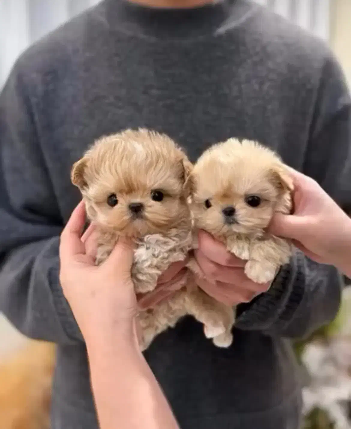 پومالی|سگ|تهران, گیشا|دیوار